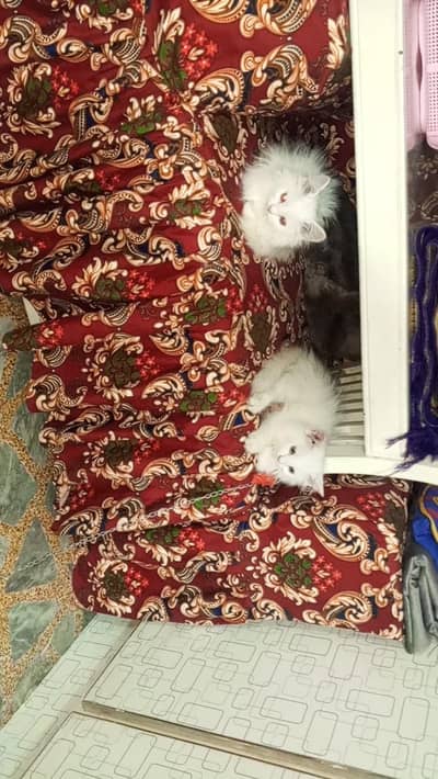 Persian cats