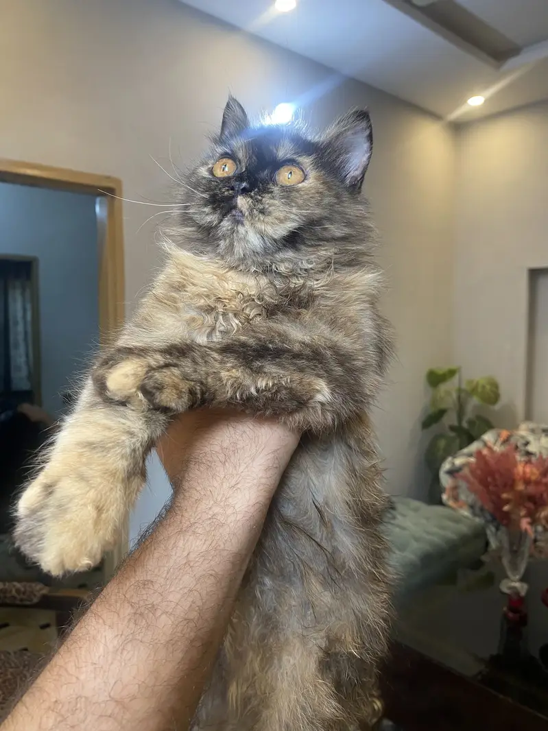 Cute Persian cats for Sale
