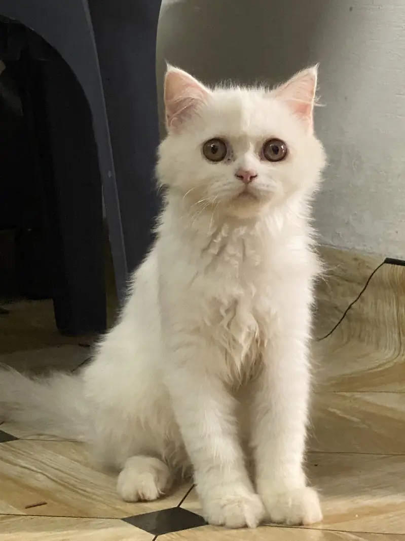 Cute Persian cats for Sale — photo 2