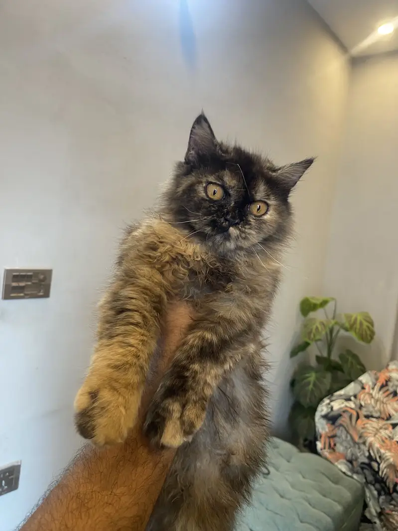 Cute Persian cats for Sale — photo 3