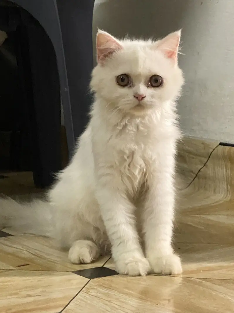 Cute Persian cats for Sale — photo 4