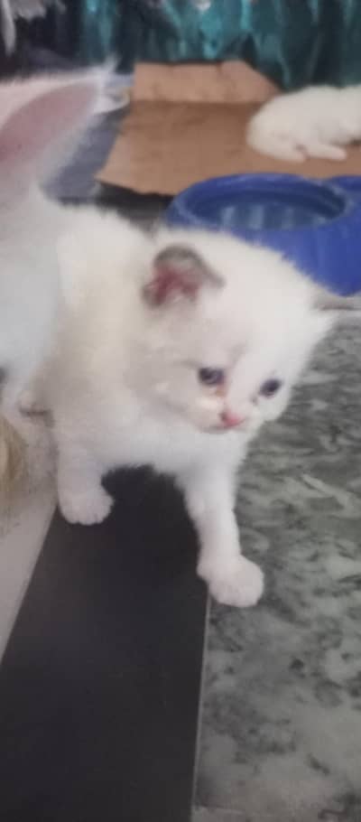 parshean kitten for sale