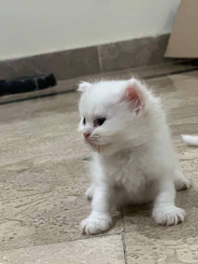 Persian cat for sale