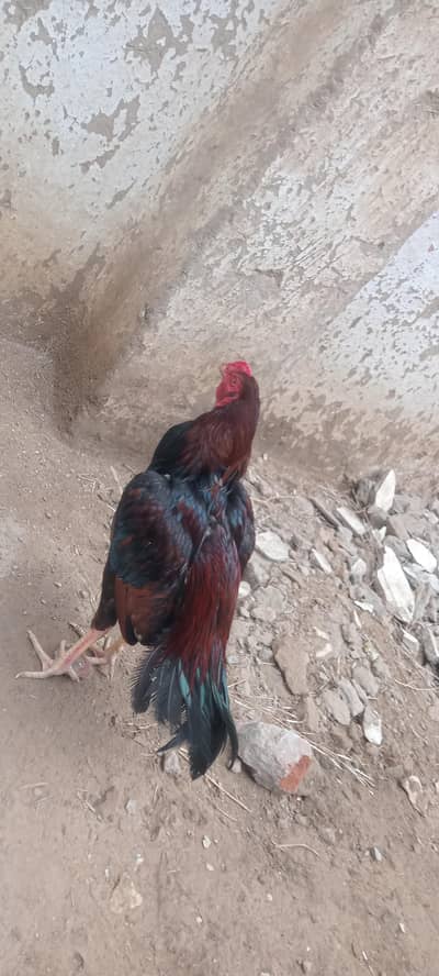 aseel male fore sale in Gujranwala