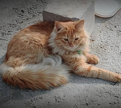 Beautiful cat looking for new shelter
