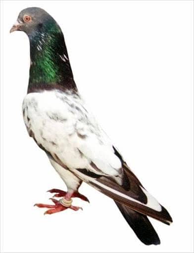 breeder kabutar chat koi sale kr rha ho rbta kry