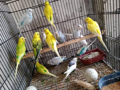 home breed