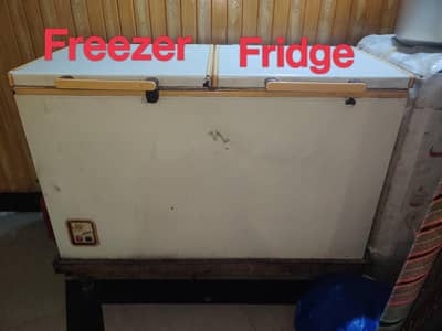Double Door D-Freezer PEL