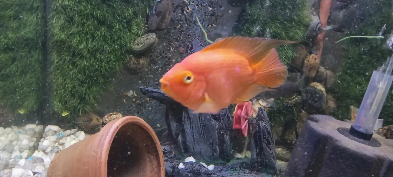parrot fish pair