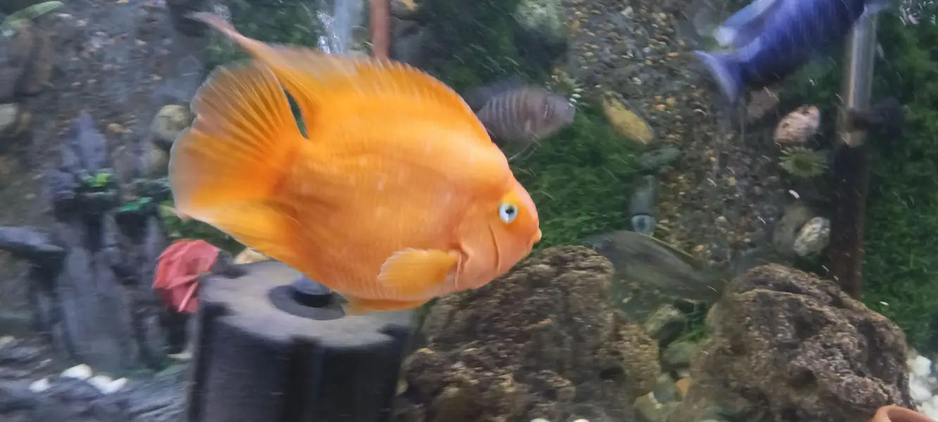 parrot fish pair — photo 2