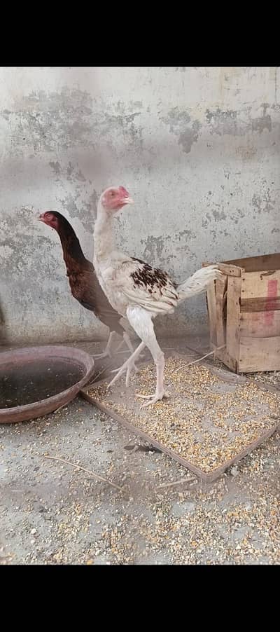 Red shoulder Aseel Pair