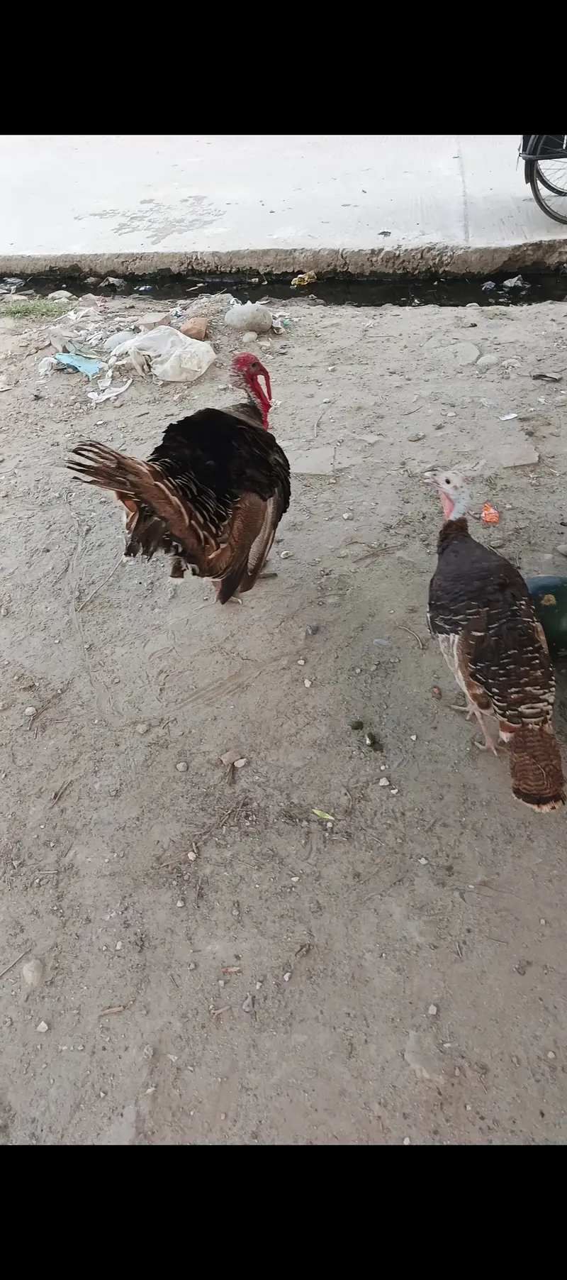 1 pear Abi chozy Nikal kar fir Andy Daina start ho gai — photo 4