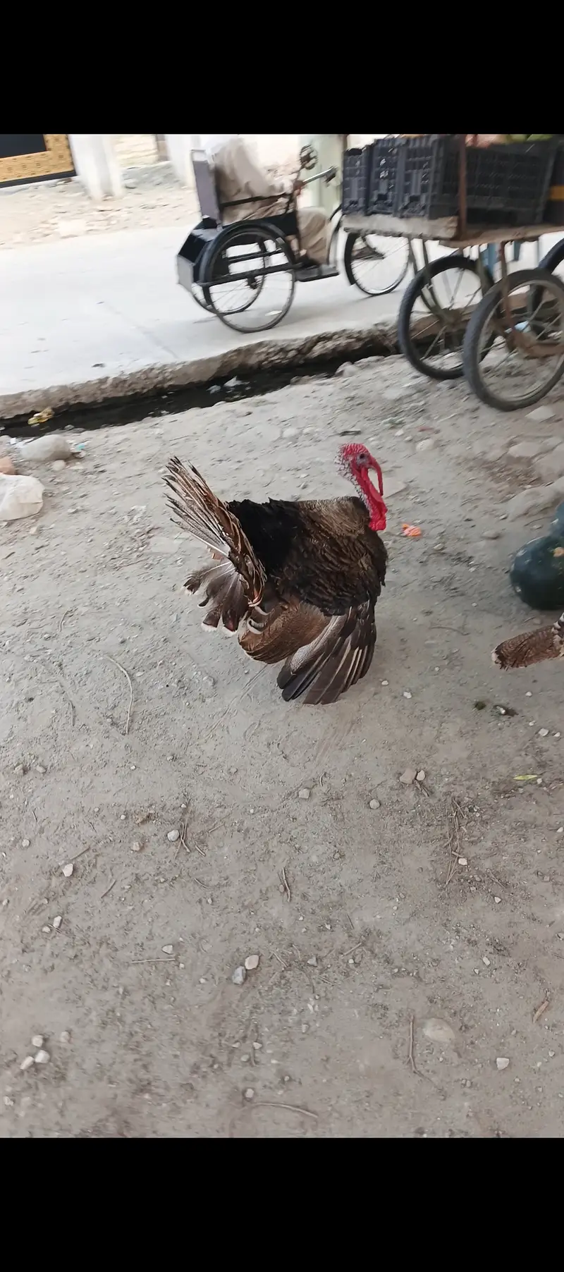 1 pear Abi chozy Nikal kar fir Andy Daina start ho gai — photo 5