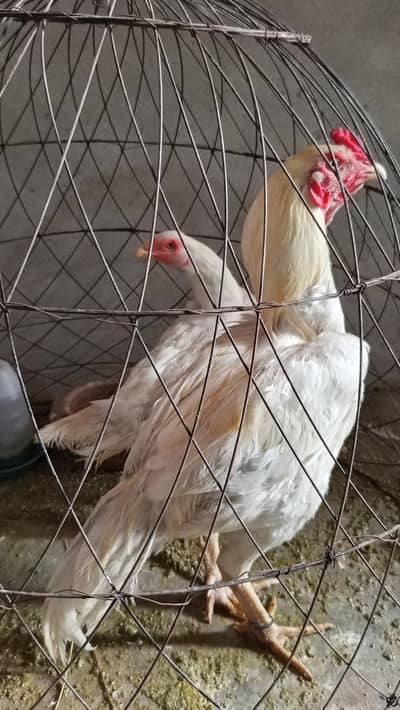 aseel heera for sale