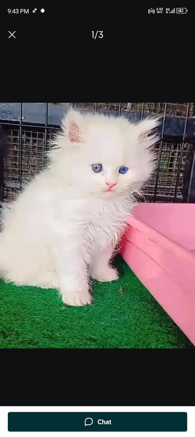 Persian cat for sale my WhatsApp number 0322-97-21-876