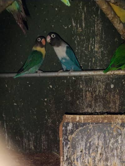 ya lovebirds mara pass 1 years say ha to ma Ina sale Karna chayo je