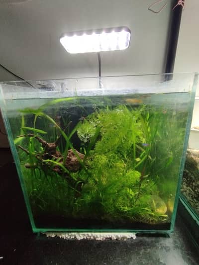 1x1x1 Fish aquarium for sale