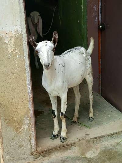 1 male teddy barbari  khassi for sale