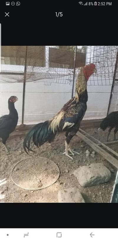 kurak parrot beak cross femail or 14 eggs