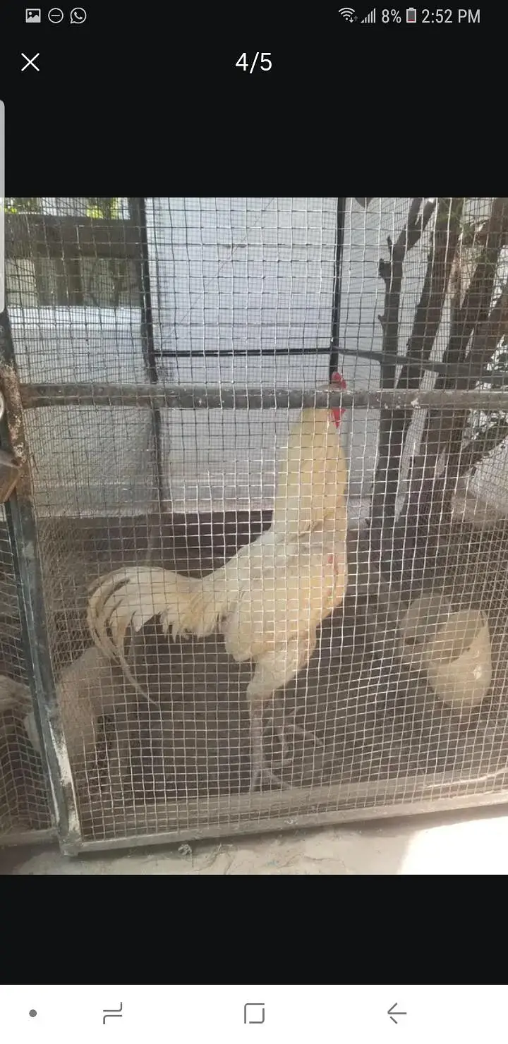 kurak parrot beak cross femail or 14 eggs — photo 2