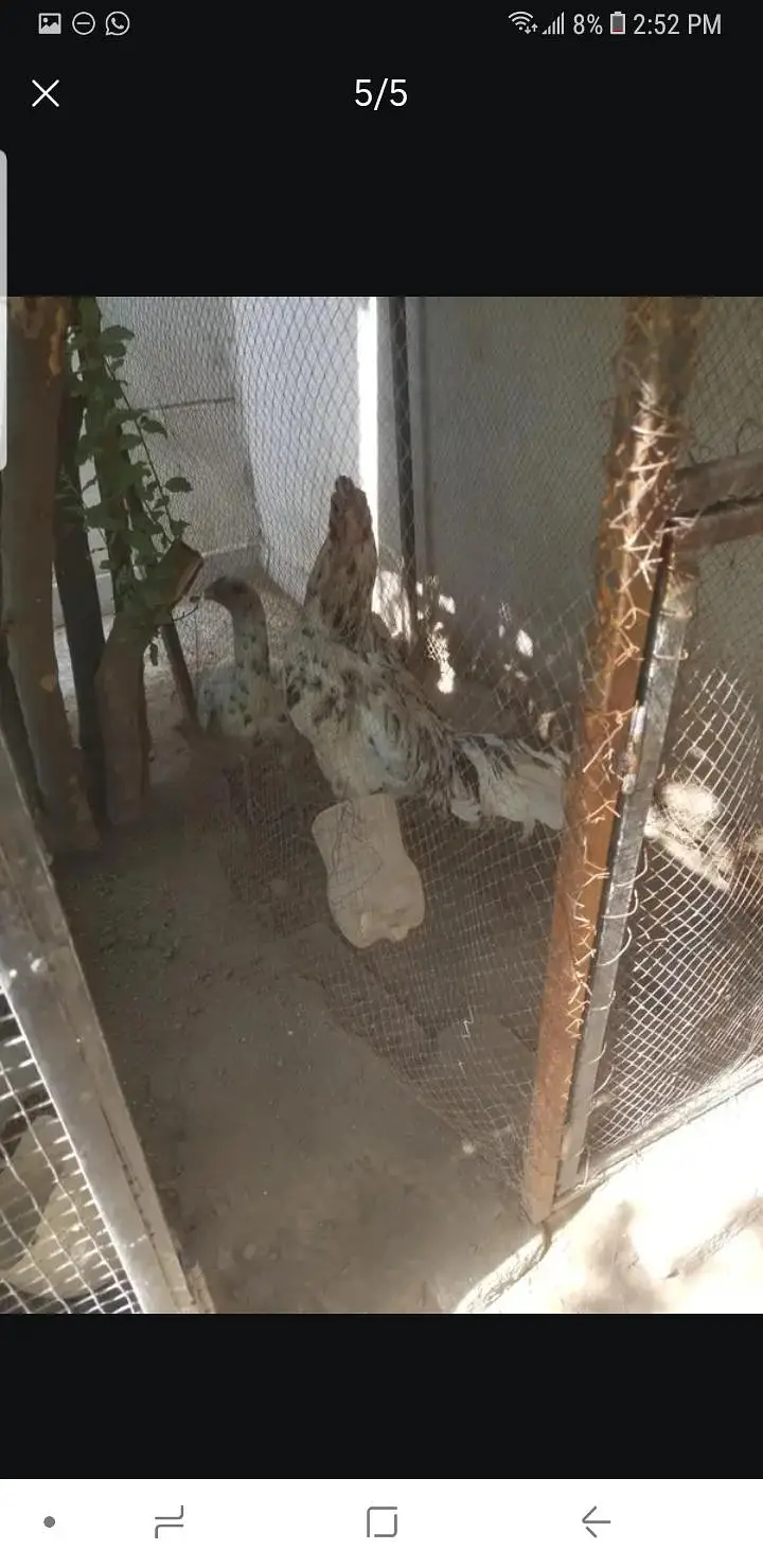 kurak parrot beak cross femail or 14 eggs — photo 3