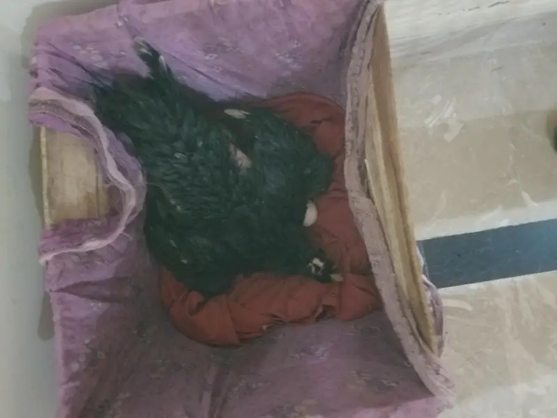 kurak parrot beak cross femail or 14 eggs — photo 5