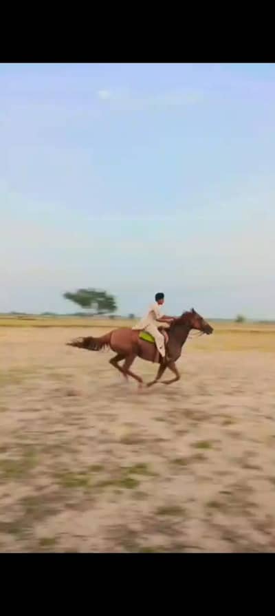 7 saal ki ghori sehatmand
