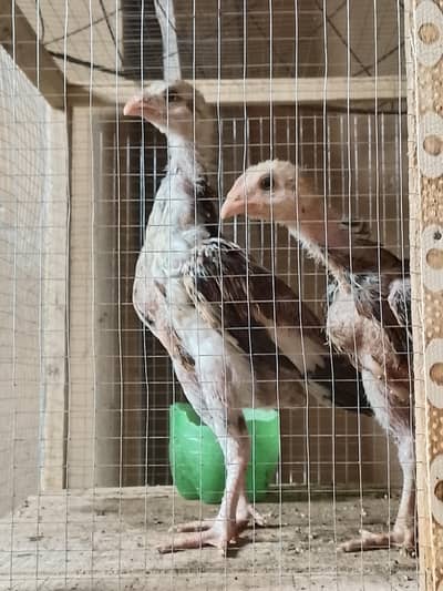 Aseel chicks for sale