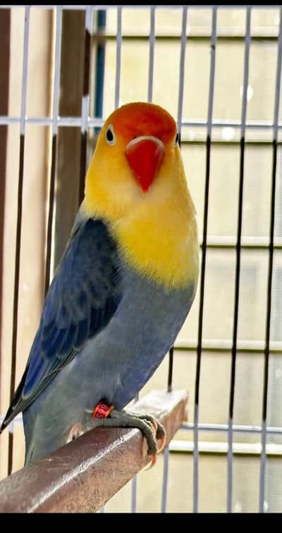 love birds pairs for sale