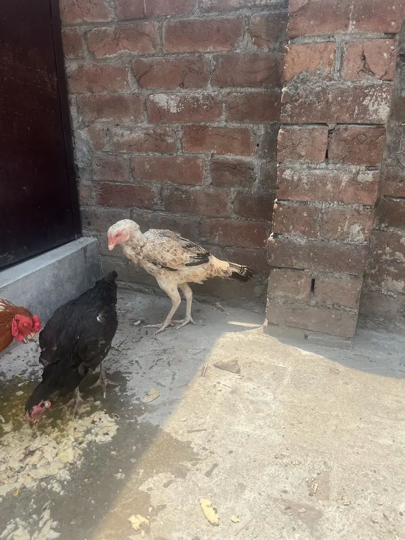 Mianwali — photo 4