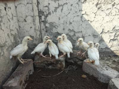 Home Breed Heera Aseel chicks For Sale