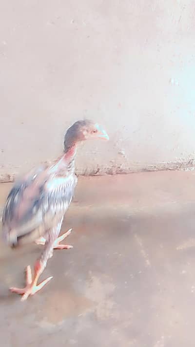 hens is good condition of hens
