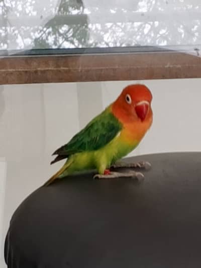 Fischer Lovebird for Sale