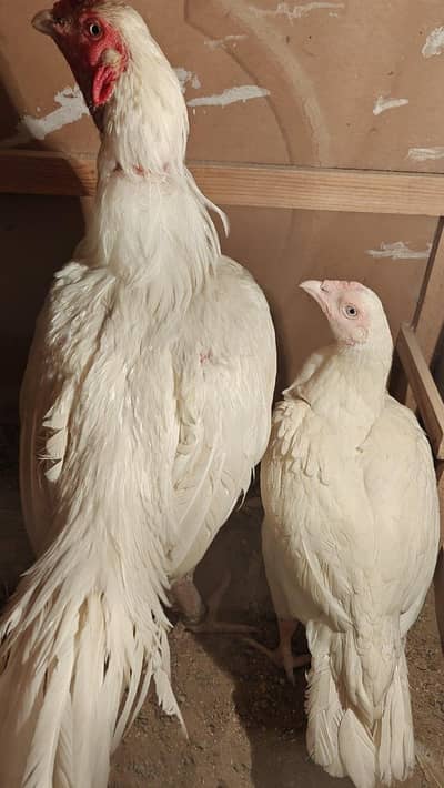 paper white breeder pair