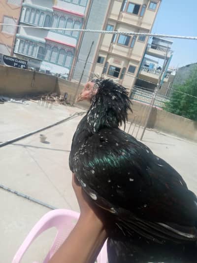 aseel murge 20 months for sale or kurak bhi he