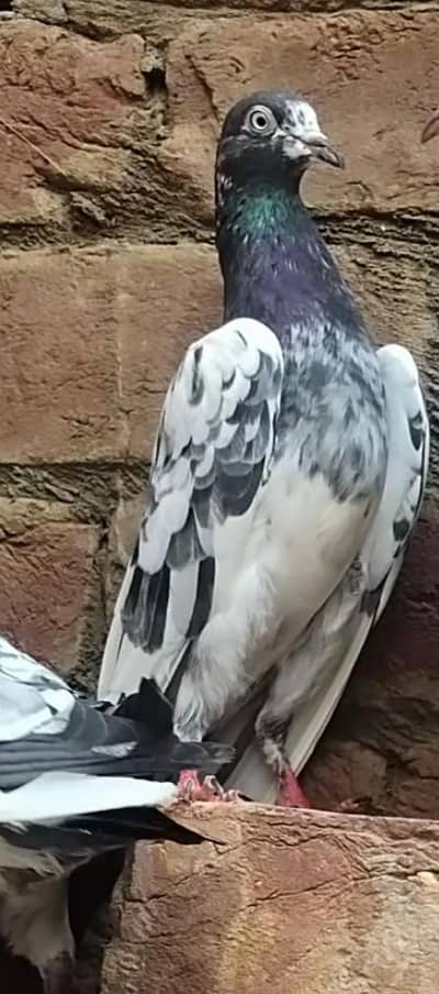 ch shb wali madi teddy for sale rabta nmbr 03136570817