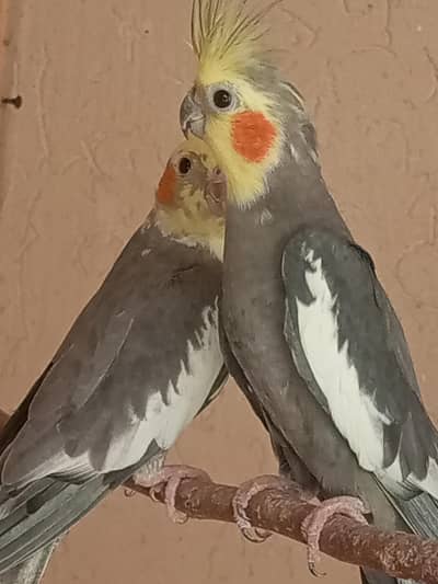 Cocatail breeder pair