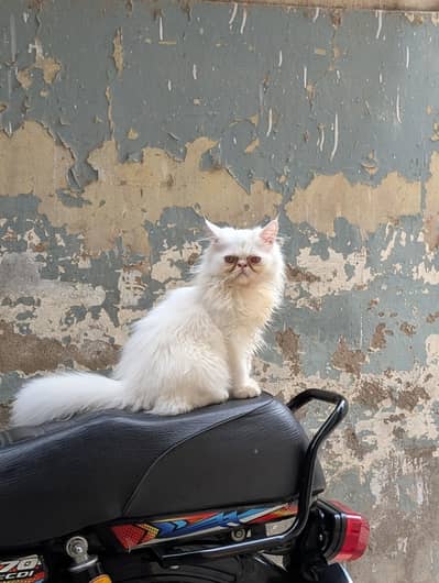 Persian peki kitten pure white
