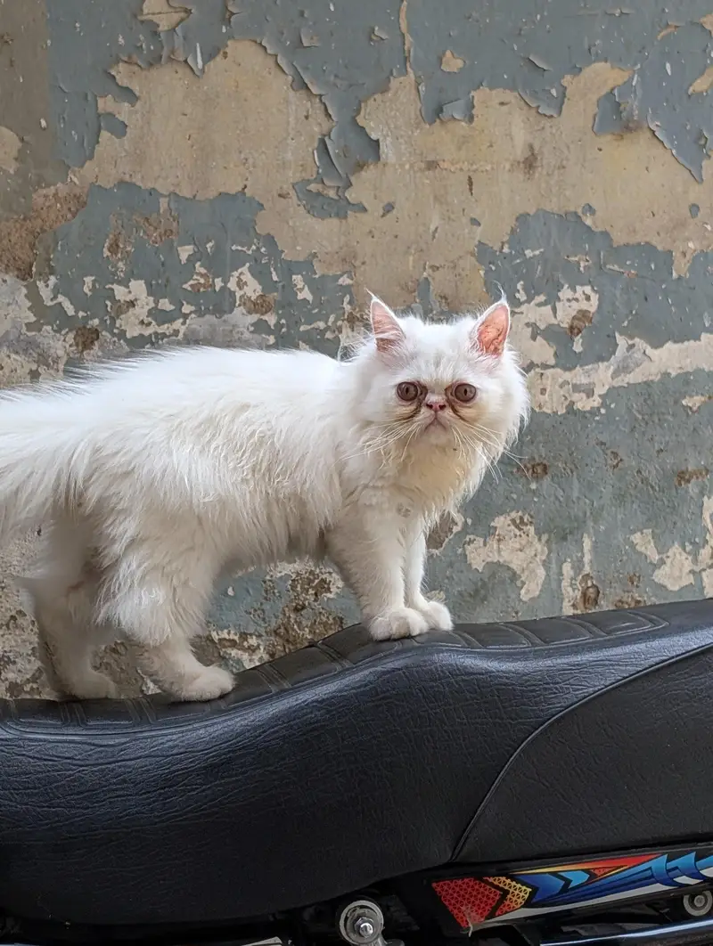 Persian peki kitten pure white — photo 2