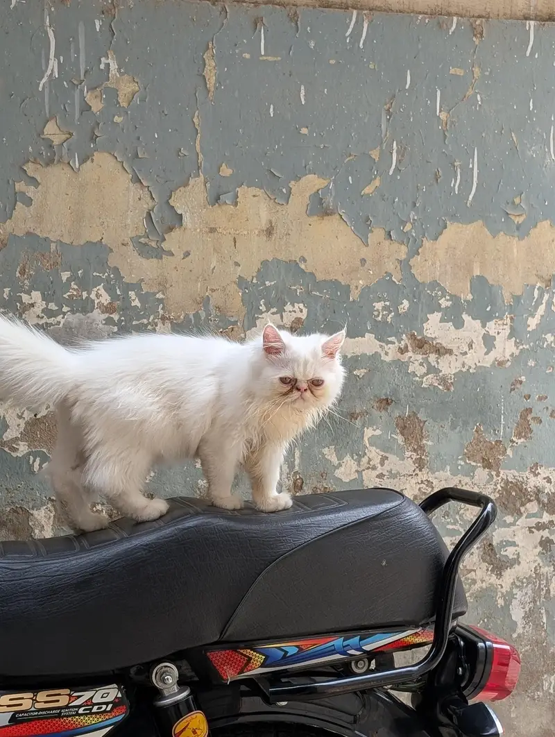 Persian peki kitten pure white — photo 3