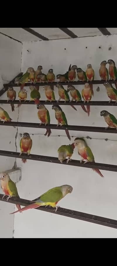 Green cheeck conure