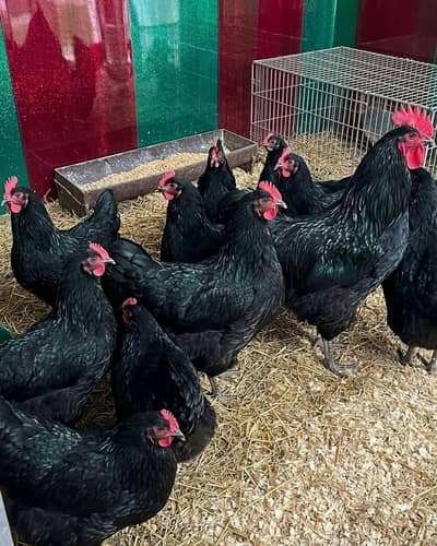 pure Black Austrlorp or RiR cheeks for sale