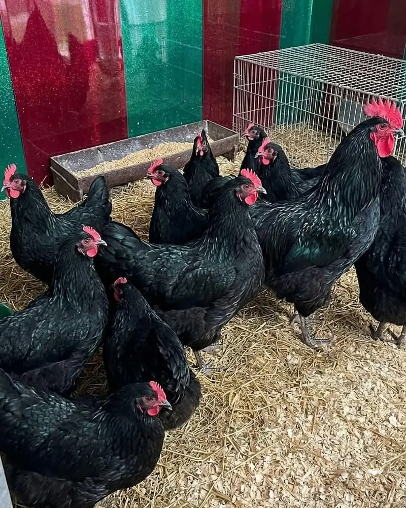 pure Black Austrlorp or RiR cheeks for sale