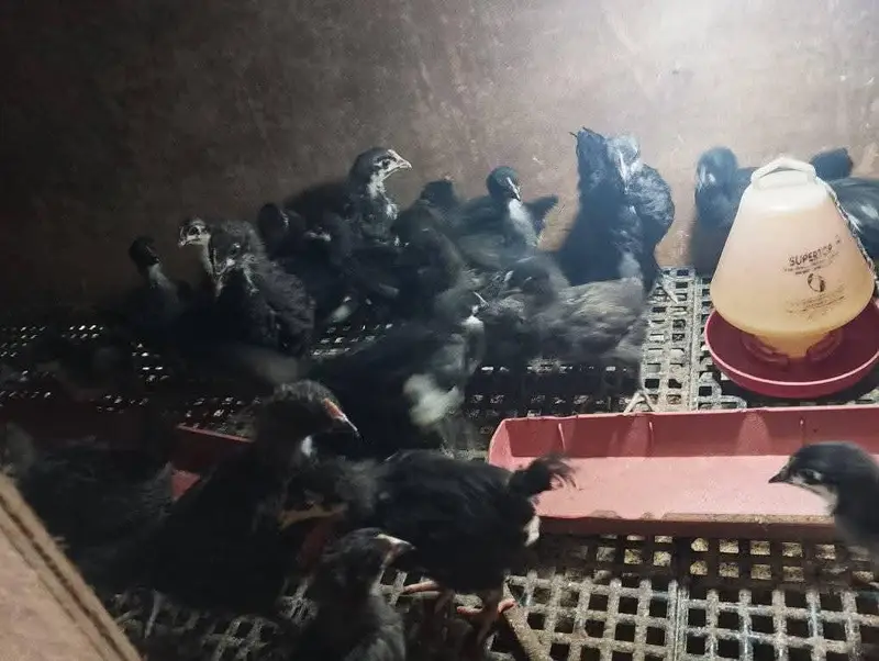 pure Black Austrlorp or RiR cheeks for sale — photo 2
