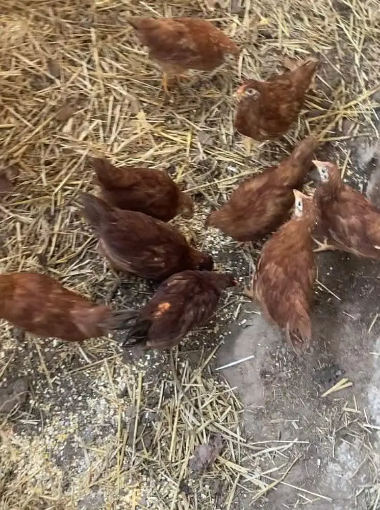 pure Black Austrlorp or RiR cheeks for sale — photo 3