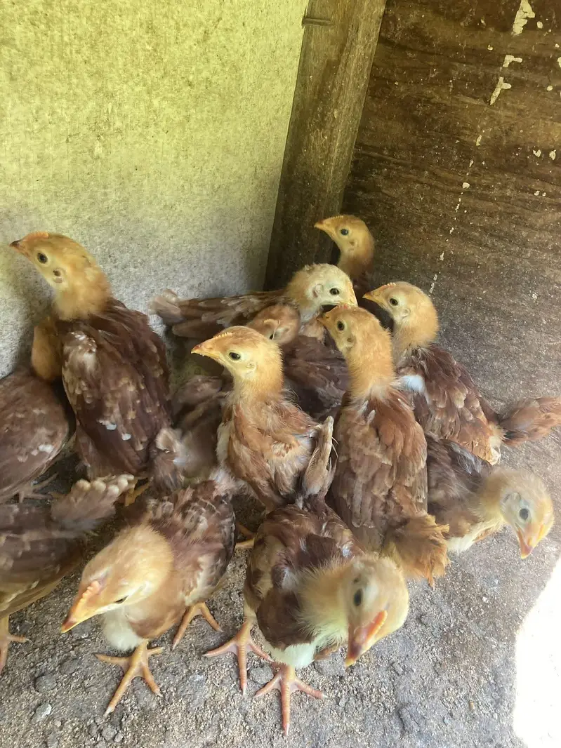 pure Black Austrlorp or RiR cheeks for sale — photo 4