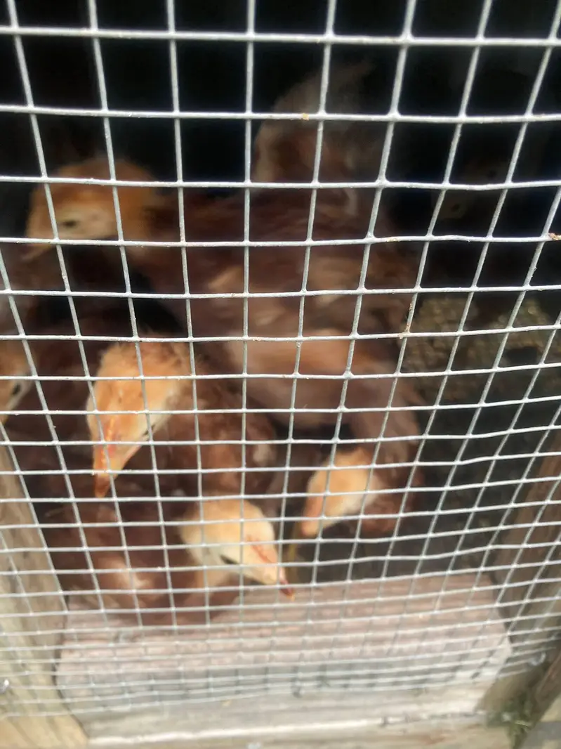 pure Black Austrlorp or RiR cheeks for sale — photo 5