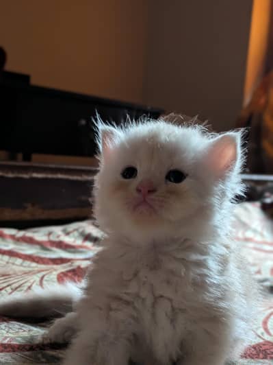 Persian kitten