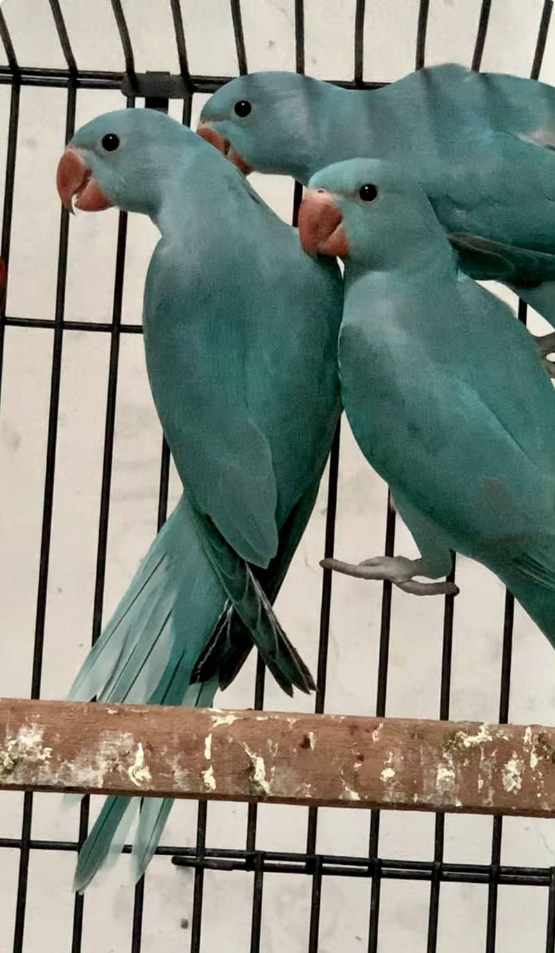 BLUE ringneck 1