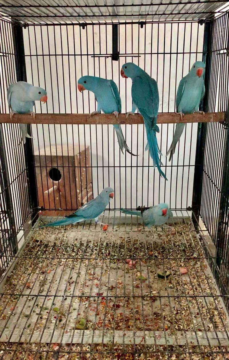 BLUE ringneck 0